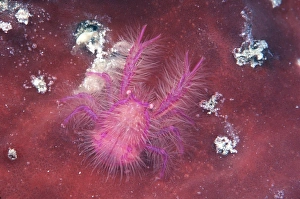 <b class=qtipBold><figcaption>Pink Squat Lobster</figcaption></b><br>AU-86-BS PINK SQUAT LOBSTER Indonesia Lauriea siagiani Auscape Please note that prints are for personal display purposes only and may not be reproduced in any way.<br><em>© Ardea 2007 - All Rights Reserved</em> Pink Squat Lobster