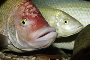 Pink Tilapia Fish - domsticated form bred in captivity
