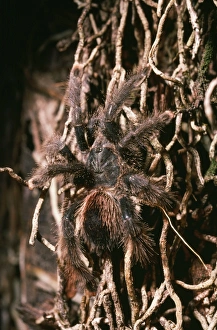Images Dated 3rd May 2006: Pink-toed / Orange tipped Tarantula Spider Amazonas, Venezuela