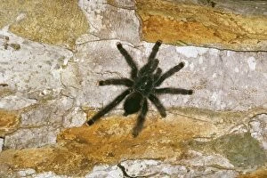 Images Dated 3rd May 2006: Pink-toed / Orange tipped Tarantula Spider