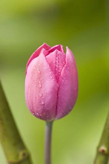 <b class=qtipBold><figcaption>Pink Tulip</figcaption></b><br>FEU-402 Pink Tulip Geoff du Feu Please note that prints are for personal display purposes only and may not be reproduced in any way.<br><em>© Geoff du Feu/ardea.com</em> Pink Tulip