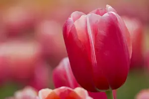 Pink Tulip Close Up Keukenhof Gardens Netherlands PL001760