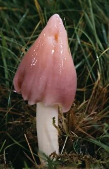 Mushrooms And Toadstools Collection: Pink Wax Cap / Pink Meadow Cap Fungi - rare in UK. formerly know as Hygrocybe calyptraeformis