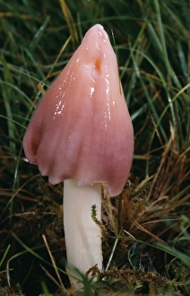 Images Dated 31st October 2005: Pink Wax Cap / Pink Meadow Cap Fungi - rare in UK. formerly know as Hygrocybe calyptraeformis