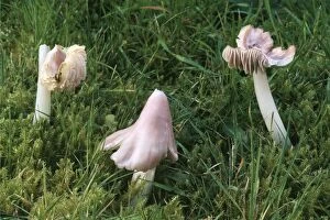 Images Dated 31st October 2005: Pink Waxcap Fungi - In old grassland formerly know as Hygrocybe calyptraeformis