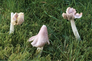 Images Dated 31st October 2005: Pink Waxcap Fungi - In old grassland formerly know as Hygrocybe calyptraeformis