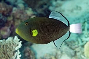 Images Dated 13th December 2008: Pinktail Triggerfish