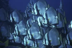Batfish Prints: Pinnate Batfish - Not often seen in schools these batfish have the most beautiful Black and orange young