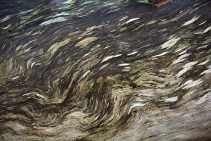 Images Dated 28th December 2007: Pinsapar Fir / Bark - ancient weathered stem, Grazalema National Park, Andalucia, Spain