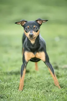 Pricked Ears Prints: Pinscher Dog