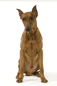 Pinscher Prints: Pinscher / Standard Pinscher