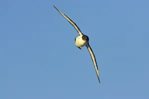 Pintado / Cape Petrel - In flight Antarctic Ocean BI007416