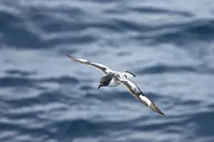 Antartic Prints: Pintado or Cape Petrel - In flight over sea Antarctic Penninsular BI007430