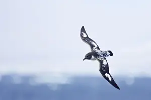 Pintado or Cape Petrel - In flight over sea Antarctic Penninsular BI007439