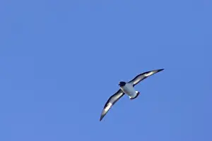 Pintado or Cape Petrel - In flight South Orkney Islands, Antarctica. BI007423