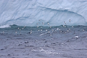 Cape Petrel - In Flight