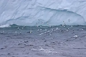 Antartic Prints: Pintado or Cape Petrel - Flock in flight near iceberg South Orkney Islands
