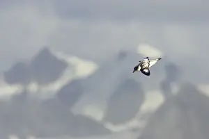 Pintado or Cape Petrel - With Mountains in background South Orkney Islands, Antarctica. BI007420