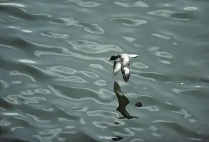 Petrels Prints: Pintado Petrel - In Flight over Sea Antarctica BI006887