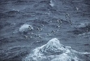 Pintado Petrel - Flock in Snowstorm Antarctica BI006888