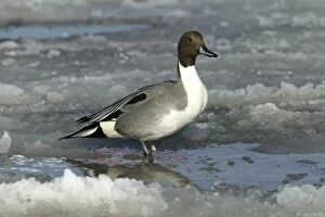 Images Dated 26th February 2004: Pintail