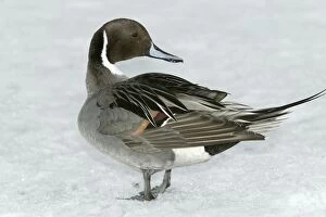 Images Dated 25th February 2004: Pintail