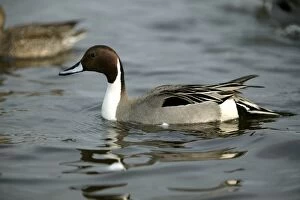 Images Dated 21st February 2004: Pintail