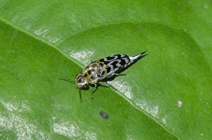 Images Dated 18th May 2020: Pintail Beetle - on leaf - Klungkung, Bali, Indonesia Date: 05-Nov-04
