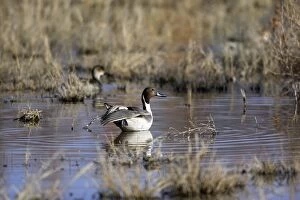 Apache Gallery: Pintail - Bosque del Apache National Wildlife Refuge