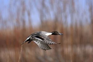 Images Dated 8th December 2008: Pintail - Bosque del Apache National Wildlife Refuge