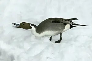 Pintail Prints: Pintail - calling