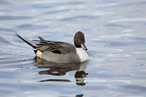 Pintail Prints: Pintail - drake in winter - UK