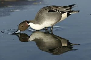 Images Dated 25th February 2004: Pintail - drinking