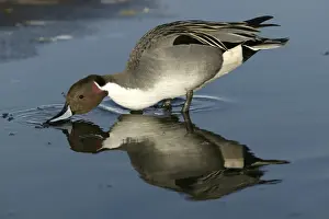 Pintail - drinking
