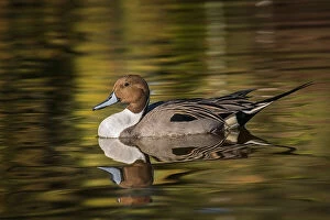 Acuta Gallery: Pintail duck