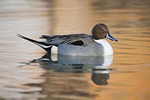 Images Dated 9th January 2009: Pintail duck