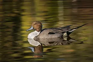 Anas Prints: Pintail duck Date: 05-02-2005