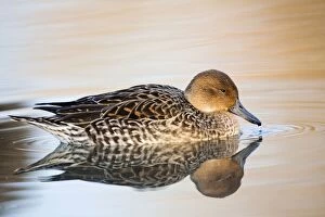 Images Dated 9th January 2009: Pintail duck - female