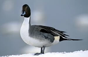 Acuta Gallery: PINTAIL DUCK - STANDING ON SNOW