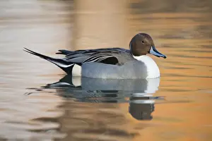 Pintail Prints: Pintail duck - UK
