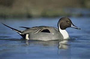Pintail Duck - in water