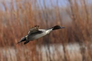 Images Dated 4th December 2008: Pintail - in flight