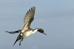 Images Dated 25th February 2004: Pintail - in flight
