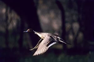 Images Dated 10th November 2005: Pintail - in flight, Keoladeo National Park, Bharatpur, India