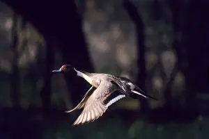 Pintail Prints: Pintail - in flight, Keoladeo National Park, Bharatpur, India