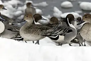Pintail - group