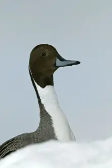 Pintail Prints: Pintail - head