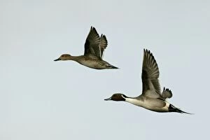 Pintail - pair in flight