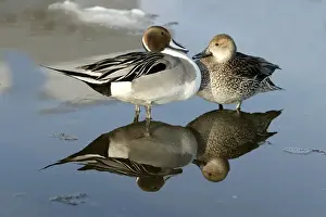 Drake Prints: Pintail - pair, standing in water
