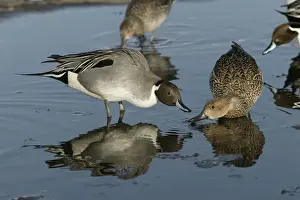 Pintail Prints: Pintail - pair in water, drinking